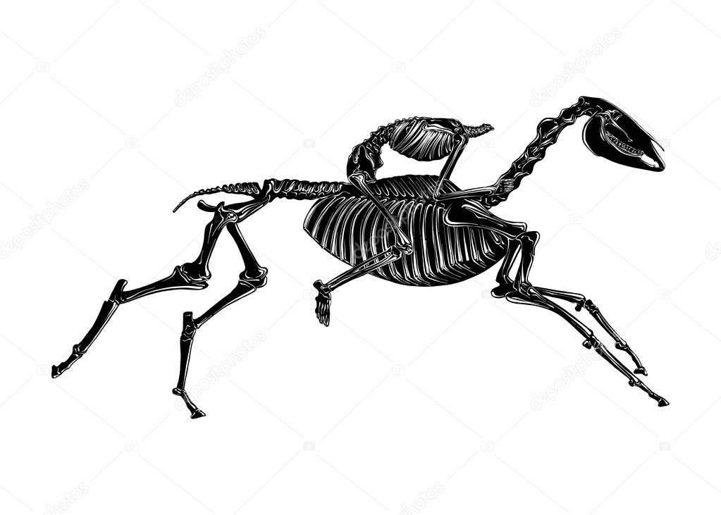 Vector engraved style illustration for posters, decoration and print. Hand drawn sketch of skeleton of headless horseman in black isolated on white background. Detailed vintage etching style drawing.