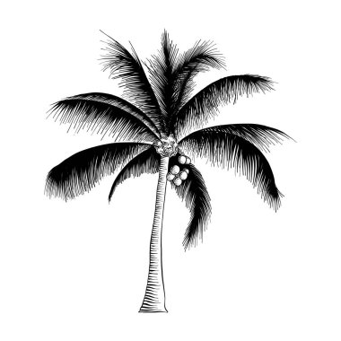 Posterler, süsleme ve baskı için oyulmuş stil illüstrasyon vektör. Palmiye ağacı siyah beyaz arka plan üzerinde izole el çizilmiş kroki. Vintage gravür tarzı çizim ayrıntılı.