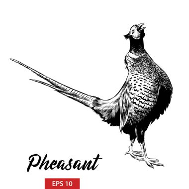 Vector engraved style illustration for posters, decoration and print. Hand drawn sketch of pheasant in black isolated on white background. Detailed vintage etching style drawing. clipart