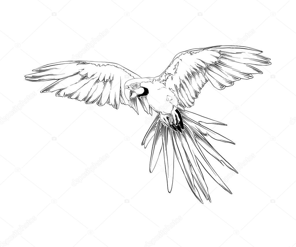 Vector engraved style illustration for posters, decoration and print. Hand drawn sketch of brazilian parrot bird in black isolated on white background. Detailed vintage etching style drawing.