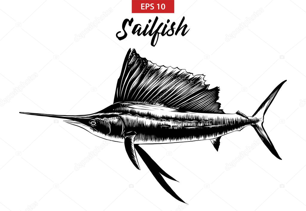 Vector engraved style illustration for posters, decoration and print. Hand drawn sketch of sailfish in black isolated on white background. Detailed vintage etching style drawing.