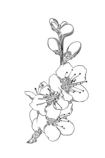 矢量雕刻风格插图海报 装饰和印刷 在白色背景上查出的日本樱花花手绘素描 详细的复古蚀刻图 — 图库矢量图片
