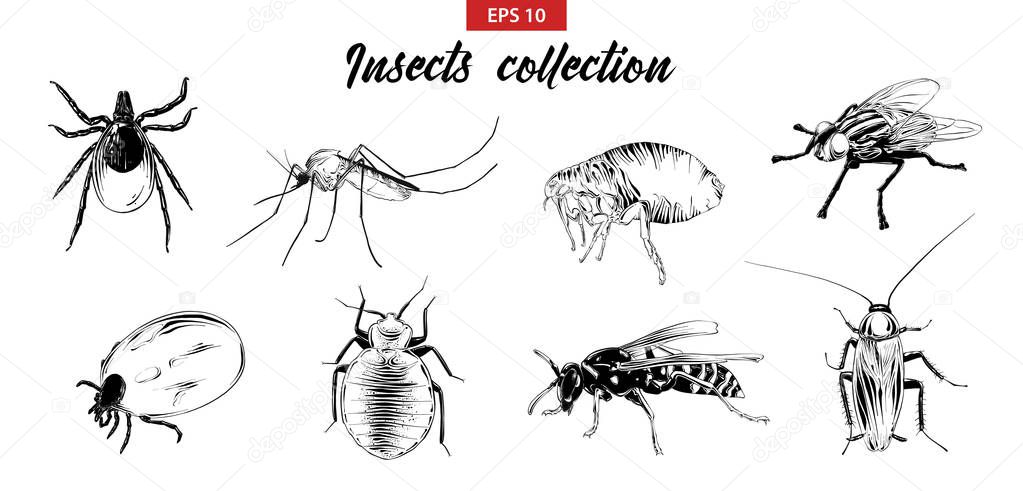 Vector engraved style illustrations for posters, logo, emblem and badge. Hand drawn sketch set of insects, fly, sucker, mosquito, bug, wasp, mite, cockroach. Detailed vintage etching drawing.