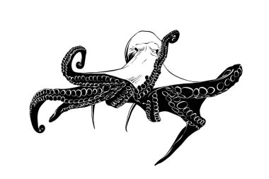 Posterler, süsleme ve baskı için oyulmuş stil illüstrasyon vektör. Ahtapot siyah beyaz arka plan üzerinde izole el çizilmiş kroki. Vintage gravür tarzı çizim ayrıntılı.