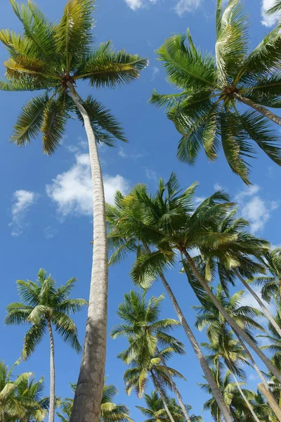 Mavi Bir Gökyüzü Palmiye Ağaçlarının Aşağıdan — Stok fotoğraf