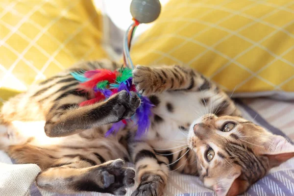 Küçük Bengal Tüy Oyuncakla Oynamak Yavru Kedi Sırtında Yatıyor Yatağın — Stok fotoğraf