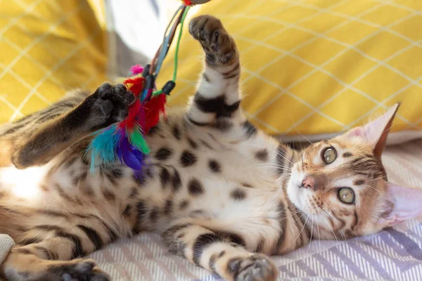 小本加尔在玩羽毛玩具 小猫躺在它的背上 在床上玩 — 图库照片
