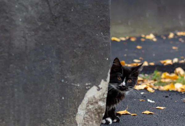 Little Black Sad Kitten Peeking Corner Kitten Walking Street Lost — Stock Photo, Image