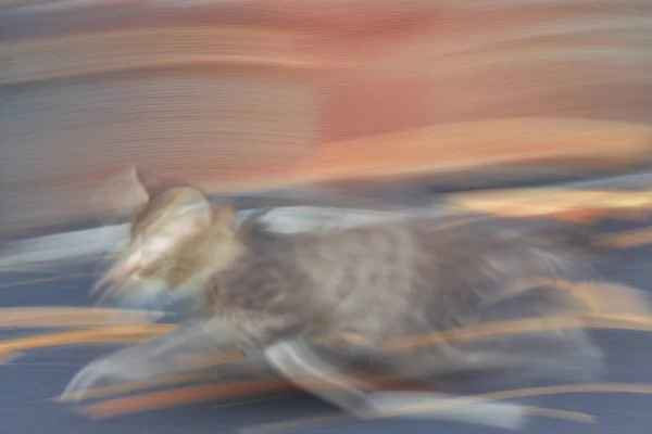 Fast Running Cat Runner City Road Blurred Motion Blurred Background — Stock Photo, Image