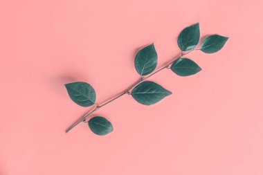 Pembe arka plan üzerinde tonda dal. Düz yatıyordu.