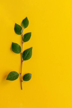 Sarı arka planda yeşil dal. Düz yatıyordu.