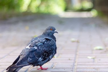 Şehir parkında gri tek güvercin.