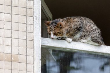 Açılan pencerede oturan tekir kedi.