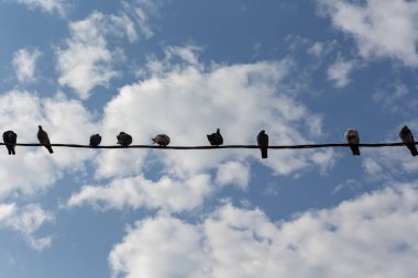 Gökyüzüne karşı tellerüzerinde oturan birkaç kuş.
