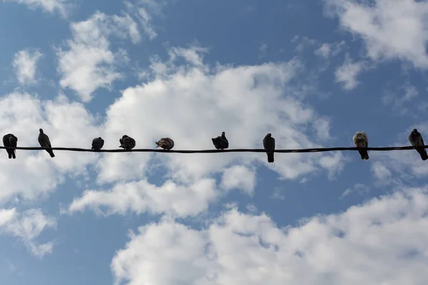 Várias aves sentadas em fios contra o céu . — Fotografia de Stock
