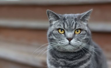 Gri ciddi kedi portresi. Yakın çekim.