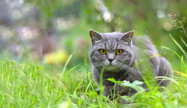 Güneşli bir günde çimenlerde oturan kedi.