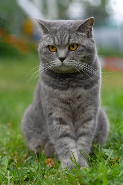 Britische Kurzhaarkatze sitzt im Gras. — Stockfoto