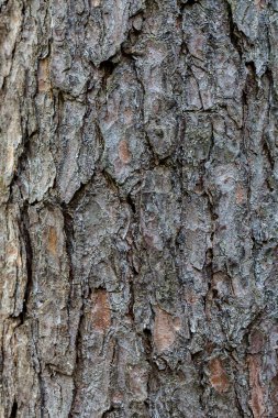 Arka plan dokusu için çam ağacıkabuğu.