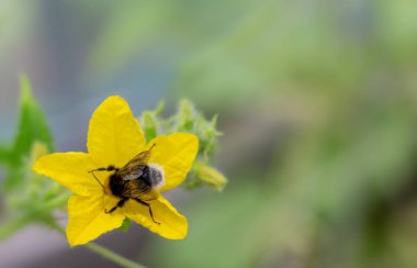 Çiçekte bumblebee görüntü yakın.