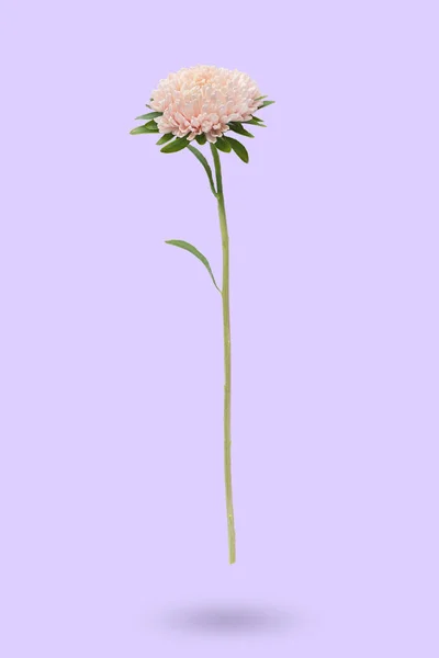 Soft pink aster flower on violet background.