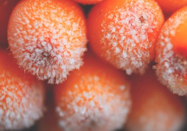 Dondurulmuş deniz dikeni meyveleri boğuk frost ile kaplı.