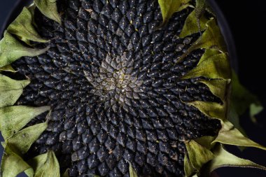 Olgun ayçiçeğinin üst görünümünü kapatın.