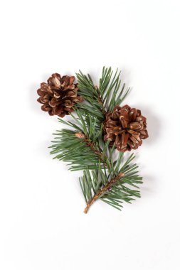 Kozalaklı çam ağacı dalı. Noel yassı.