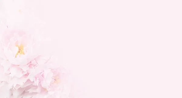 Peonía rosa pastel fondo floral. Copiar espacio . — Foto de Stock