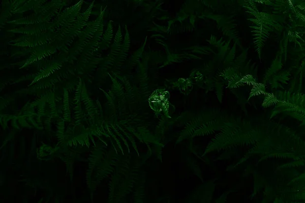 Dark green leaves background Images - Search Images on Everypixel
