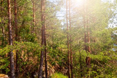 Çam ormanı yaz güneşli gün arka planında.