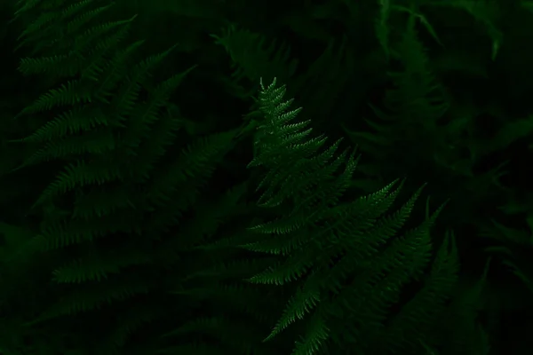 Mörkgröna blad bakgrund. Närbild. Ovanifrån. — Stockfoto