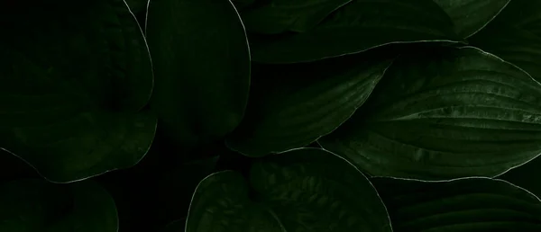 Φυσική Οικολογική Έννοια Κάτοψη Του Σκούρο Πράσινο Μεγάλο Φύλλωμα Φόντο — Φωτογραφία Αρχείου