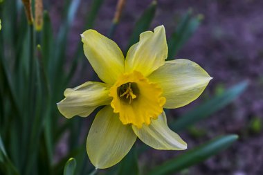 Bahçede beyaz nergis