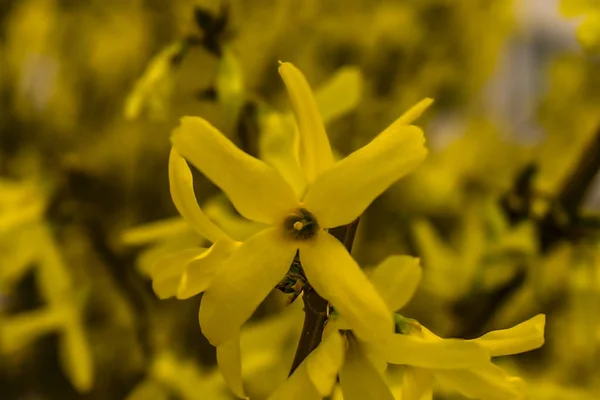 Beautiful bush of Forsythia with yellow flowers