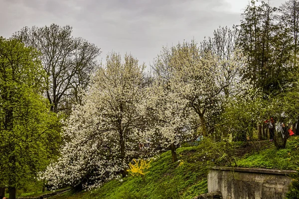 Deel Van Het Landschap Van Hortus Botanicus Van Stad — Stockfoto