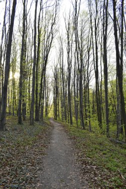 Ağaçları arasında orman yolu