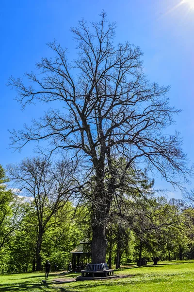 Uman dendroloji parkta en yüksek meşe
