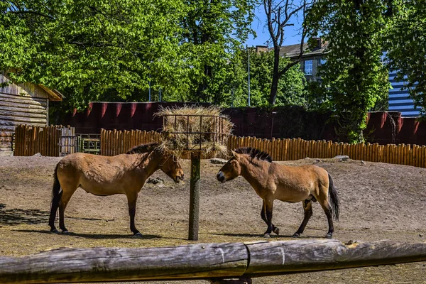 Dois Cavalos Pzewalski Vêm Comer — Fotografia de Stock