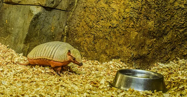 Küçük bir armadillo içmek istiyor