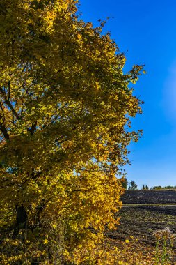 Sonbaharda altın akçaağaç