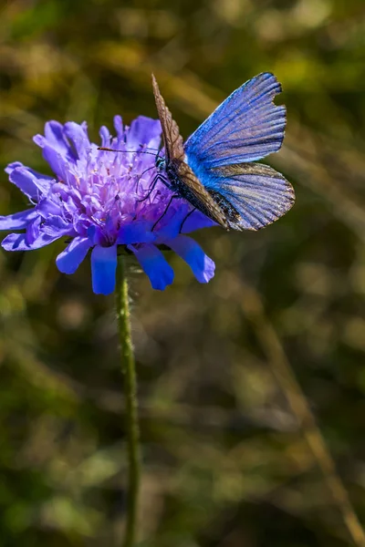 Mariposa Flor Azul —  Fotos de Stock