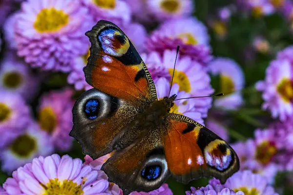 Butterfly Flowers Chrysanthemum — Stockfoto