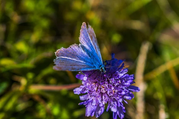蝴蝶在蓝色的花朵上飞翔 — 图库照片
