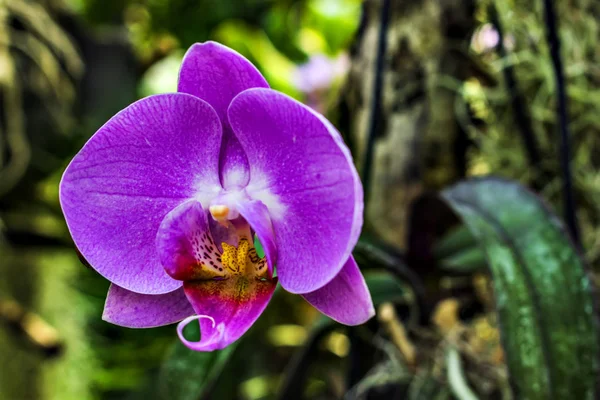 The velvet flowers of the orchid in bloom