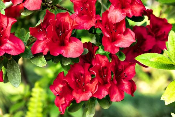 Czerwone Kwiaty Indyjskiego Azalii Rozkwicie — Zdjęcie stockowe