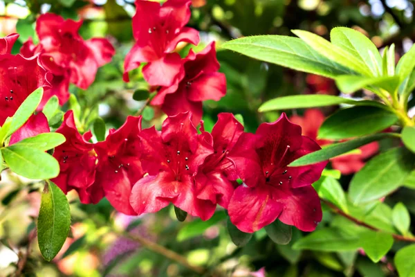 Flores Vermelhas Azálea Indiana Flor — Fotografia de Stock