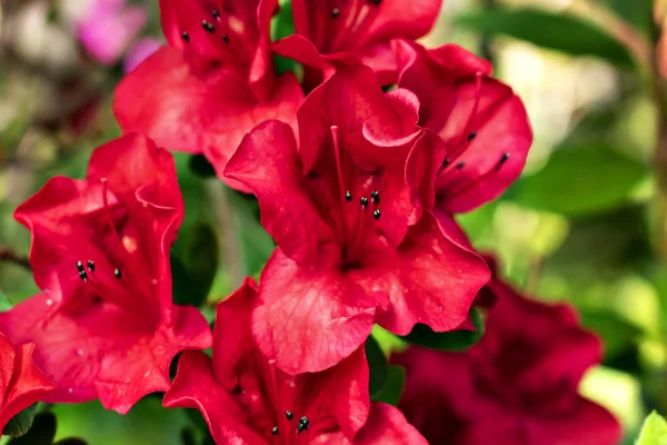 Красные Цветы Индийской Азалии Цвету Стоковое Фото