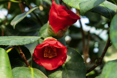 Kamelyanın kırmızı çiçeği yakın