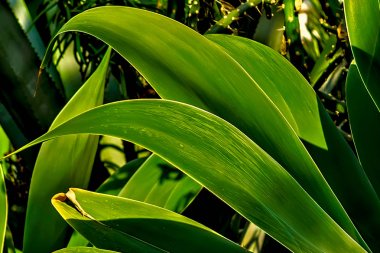 Agave türlerinden biri
